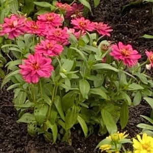 Meet your Posher, Isabel